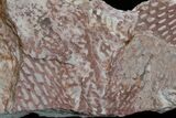 Ordovician Graptolite (Araneograptus) Plate - Morocco #174327-1